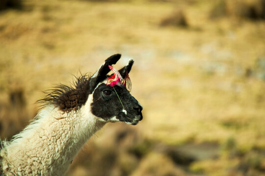 Llama with pink decoration, Sajama National Park, Bolivia