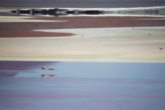Mirrors and Flamingoes, Bolvian Desert, Bolivia