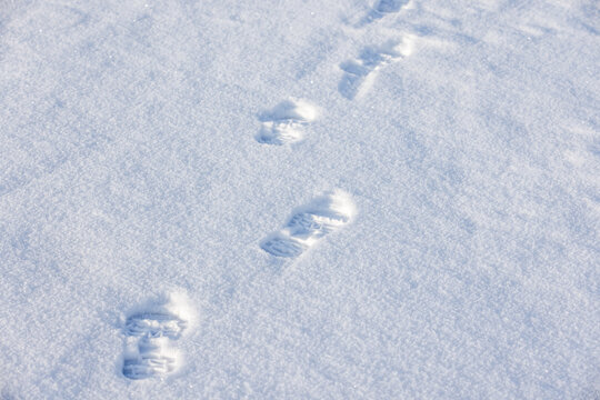 Footprints are in white snow on a cold sunny winter day, abstract background photo with selective focus