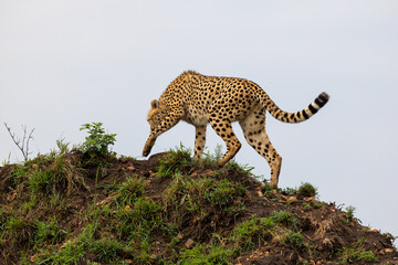 Cheetah walks down a mound with its head lowered and one paw raised - Masai Mara National Reserve, Kenya, African wildlife safari photography © TheStorygrapher