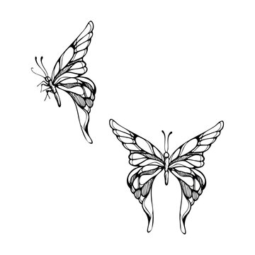 Lepidoptera, metalmark, swallowtail butterfly, detailed botanical style. Isolated illustration hand drawn in vector ink. Scrapbook supplies, floral compositions, gardening blogs, nature study journals