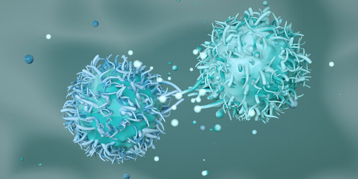 T cell and B cell in the process of activating the humoral immune response (antibody production). Photo stock