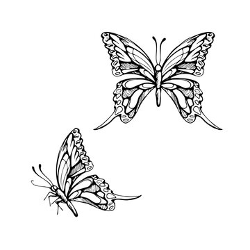 Machaon, monarch butterfly with intricate wings, garden pollinator insects. Isolated illustration hand drawn in vector ink. Nature branding, greeting cards, educational materials, textile prints
