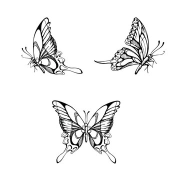 Graceful machaon, monarch exotic butterfly, swallowtail garden insect. Ornamental wing patterns. Isolated illustration hand drawn in vector ink. Wall decor, educational graphics, garden publications.