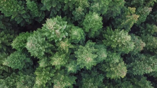 Flying over a dense coniferous forest in autumn, Northern Europe
