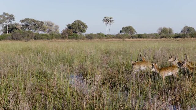 Slow motion. Small group of Red Lechwe jumping over a stream in the wetlands of the Okavango Delta