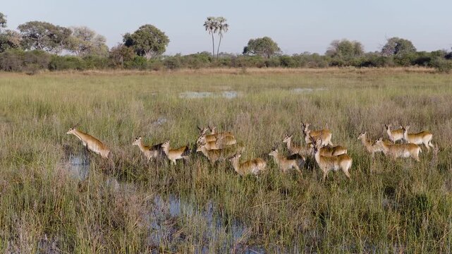 Slow motion. Large herd of Red Lechwe jumping over a stream in the wetlands of the Okavango Delta