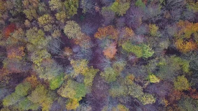 Flying over a colorful mixed woodland in late autumn, Europe