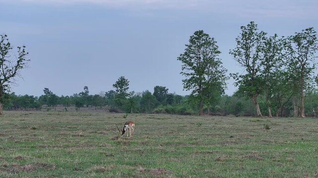 Black Buck in the woods
