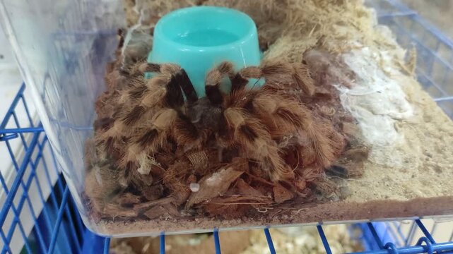 Brown tarantula spider in a plastic terrarium with soil and water bowl