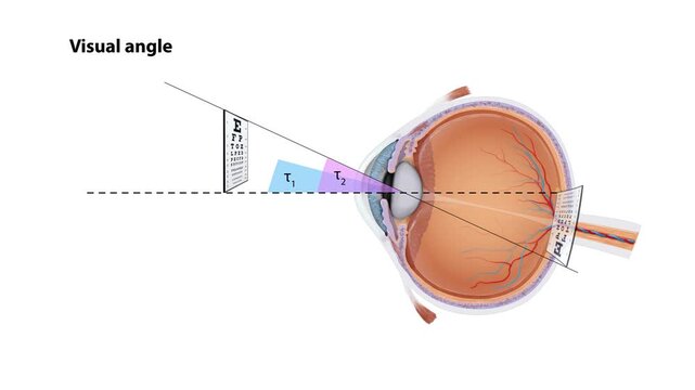Human Visual Field Animation Eye Anatomy, Field of View, Peripheral Vision, Vision Science, Ophthalmology, Optometry, Medical Education, 2D and 3D Animation