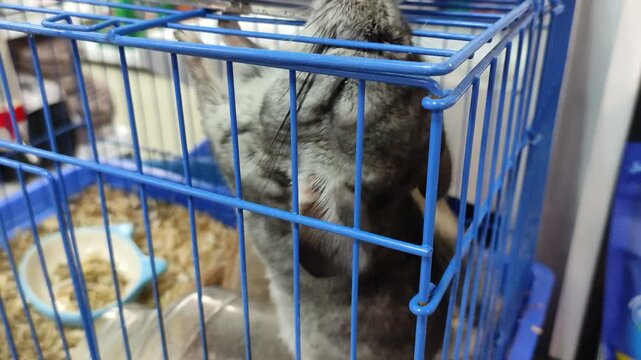 Gray chinchilla gripping blue cage bars with paws while standing