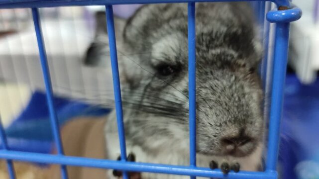 Close up of gray chinchilla's face and paws resting on blue cage bars