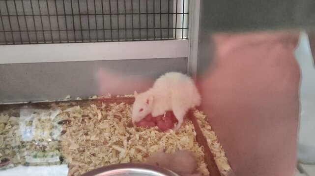 White rat with newborn baby rats in a cage with wood shavings bedding