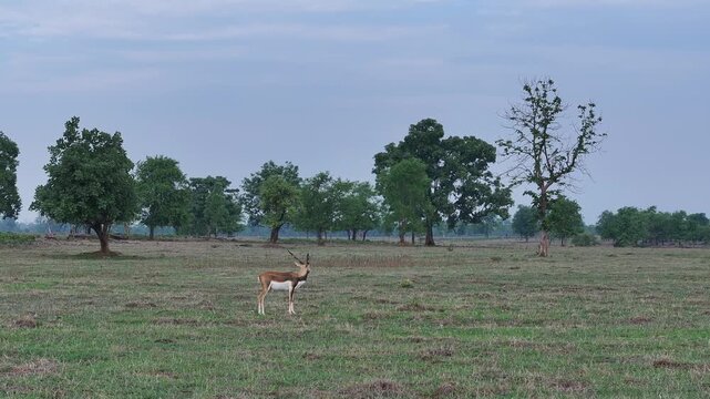 Black Buck female in grassland