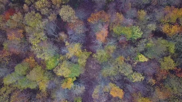Flying over a colorful mixed woodland in late autumn, Europe