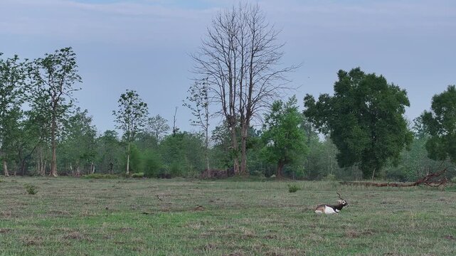 Black Buck in Central India