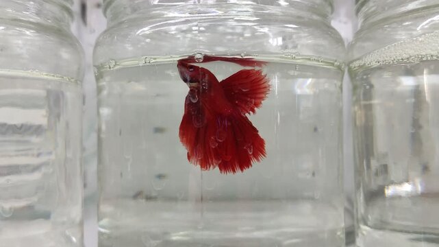 Red Betta fish near water surface inside a glass jar