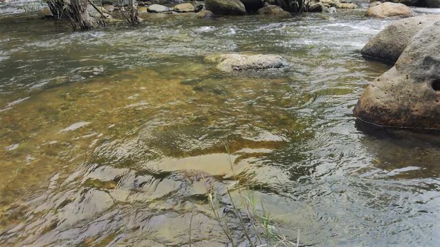 Clear River Flow The tranquil, clear water of a shallow river flows over a rocky bed, reflecting the natural environment with a sense of peace and purity.
