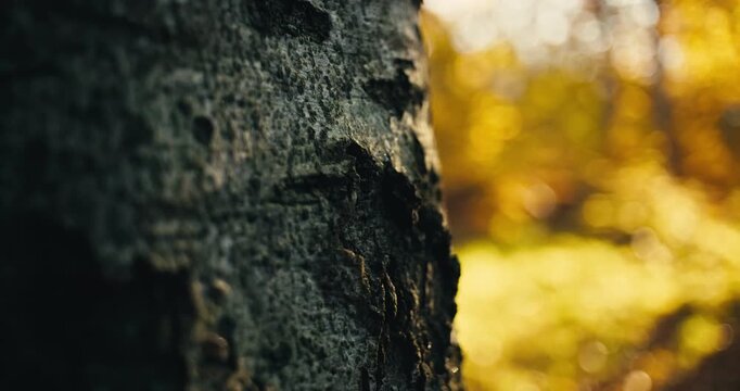 Close Up of textured tree bark with soft golden autumn woodland bokeh in the background. Warm natural light and shallow depth of field create a peaceful forest scene.