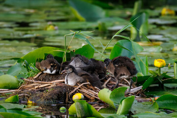 A nest of a common moorhen (Gallinula chloropus) with cute chicks resting on a sunny summer evening, surrounded by green leaves and yellow flowers of water lilies. © Mariia