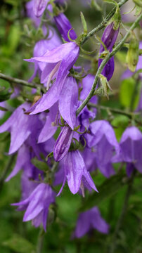 purple creeping bellflower in the garden