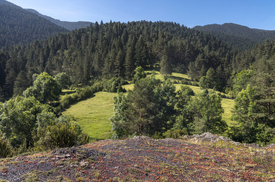 Serene Landscape at Les Esposes Fir Forest in Cerdanya, Catalonia