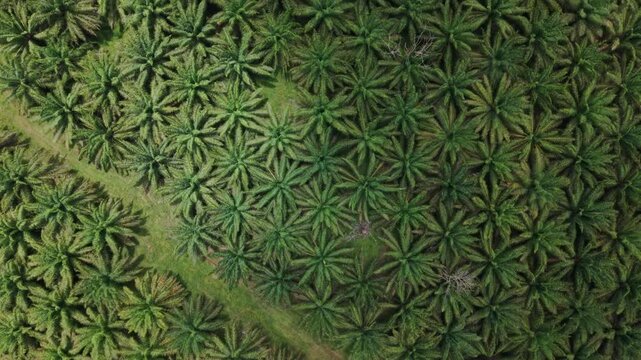 A direct top-down aerial drone shot capturing the repeating, symmetrical patterns of oil palm trees in a dense plantation, showcasing their geometric arrangement from above