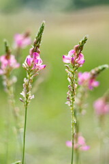 Obraz premium Pink sainfoin wildflowers in summer meadow
