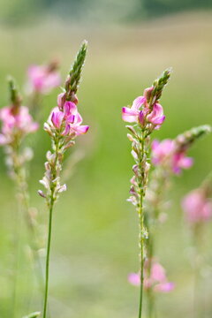 Pink sainfoin wildflowers in summer meadow