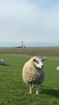 cute Sheep on Salt Marsh with Westerhever Lighthouse