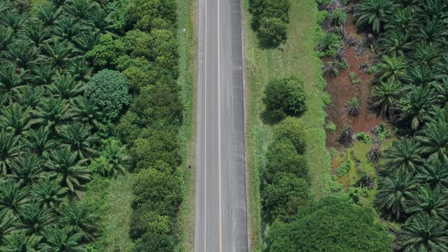 A direct overhead drone shot of a paved road extending through a lush, symmetrical oil palm plantation, highlighting the geometric pattern of the trees lining the route