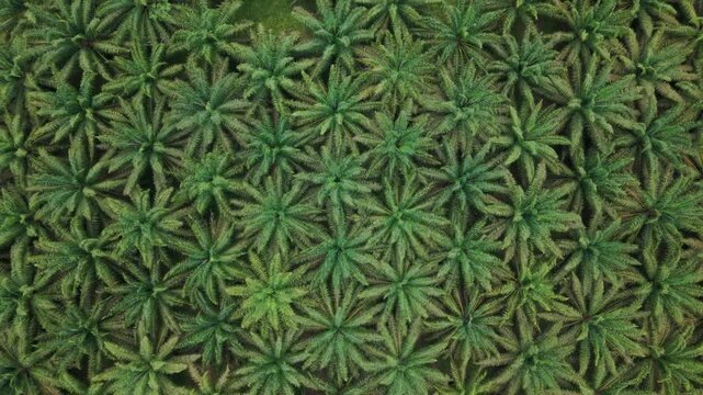 A direct top-down aerial drone shot capturing the repeating, symmetrical patterns of oil palm trees in a dense plantation, showcasing their geometric arrangement from above.