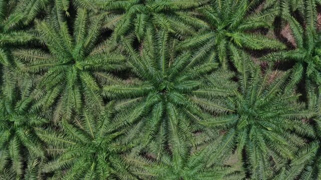 A direct top-down aerial drone shot capturing the repeating, symmetrical pattern of oil palm trees in a dense plantation, showcasing their geometric arrangement from above