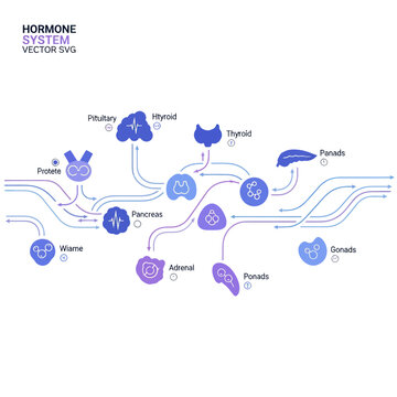 Endocrine system infographic with hormone glands and metabolic flow