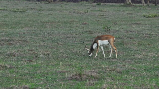 Black Buck eating grass in Central India