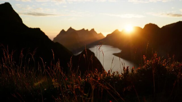 Backlit grasses and wildflowers sway on a high slope as the sun sets over a narrow inlet and jagged peaks in Norway.