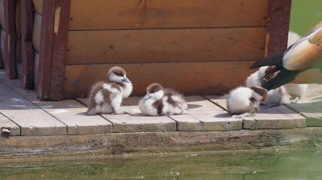 Ducky adventures by the pond as they explore and play together in the warm sunshine