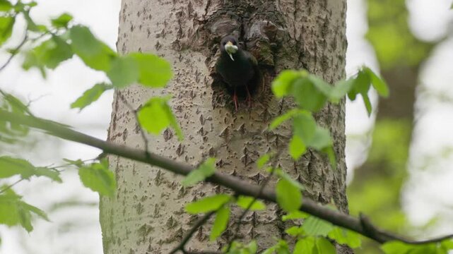 Birds nesting in tree during springtime in a calm green forest