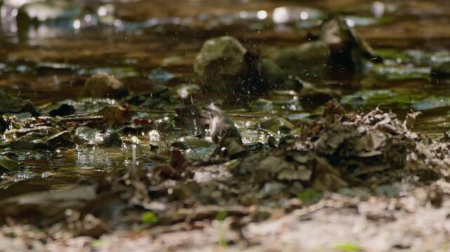 Nature's hidden jewels sparkle in the gentle stream, revealing the tranquil beauty of forest life