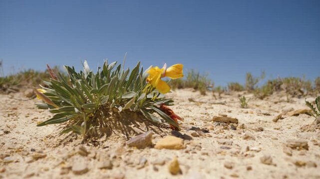 Yellow Horned Poppy Blooming At Monument Rocks Kansas