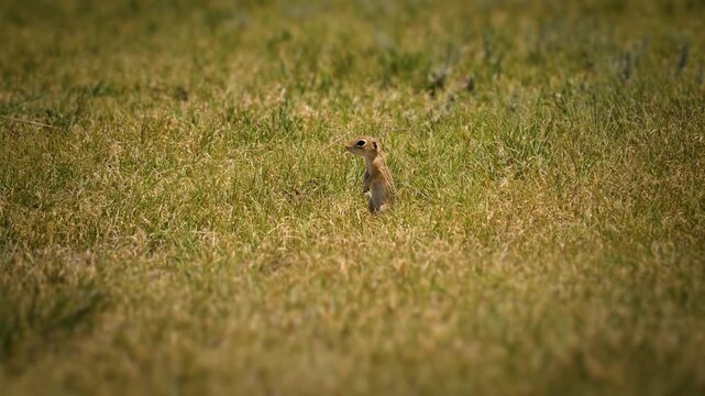 Ground Squirrel Standing Alert In Little Jerusalem Badlands State Park Kansas