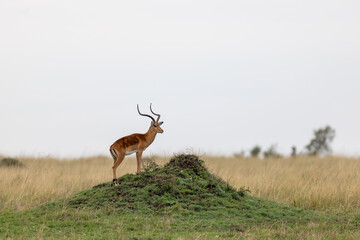 Male impala stands on a termite mound on the open savannah - Masai Mara National Reserve, Kenya, African wildlife safari photography © theStorygrapher