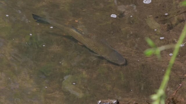 A Chub, Squalius cephalus, swimming in the shallows in the River Stour, Staffordshire. UK