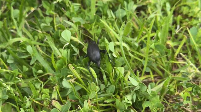 close-up of a Blaps lusitanica beetle walking across grass and clover as a curious small dog briefly sniffs the insect before leaving it undisturbed to continue its path.