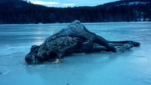 Juvenile Bald Eagle Feeding On A Moose Carcass On A Frozen Lake. - closeup shot