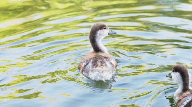 Charming ducklings glide gracefully across the shimmering pond waters