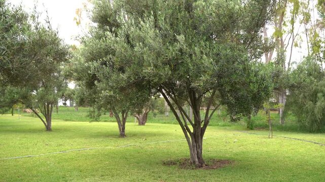 Mature olive trees spread across a green lawn in a quiet park