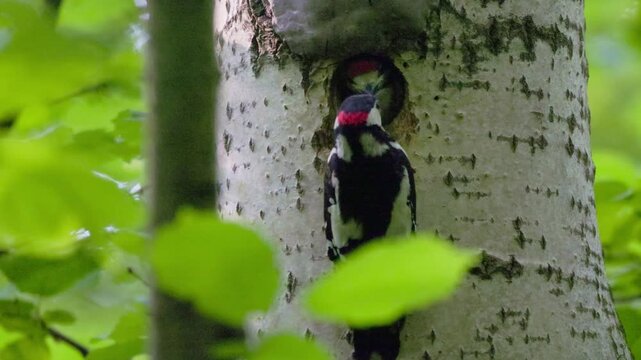 Woodpecker family nurturing young ones in a serene forest setting