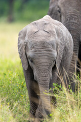 African elephant calf walks through grass beside an adult - Masai Mara National Reserve, Kenya, African wildlife safari photography © theStorygrapher
